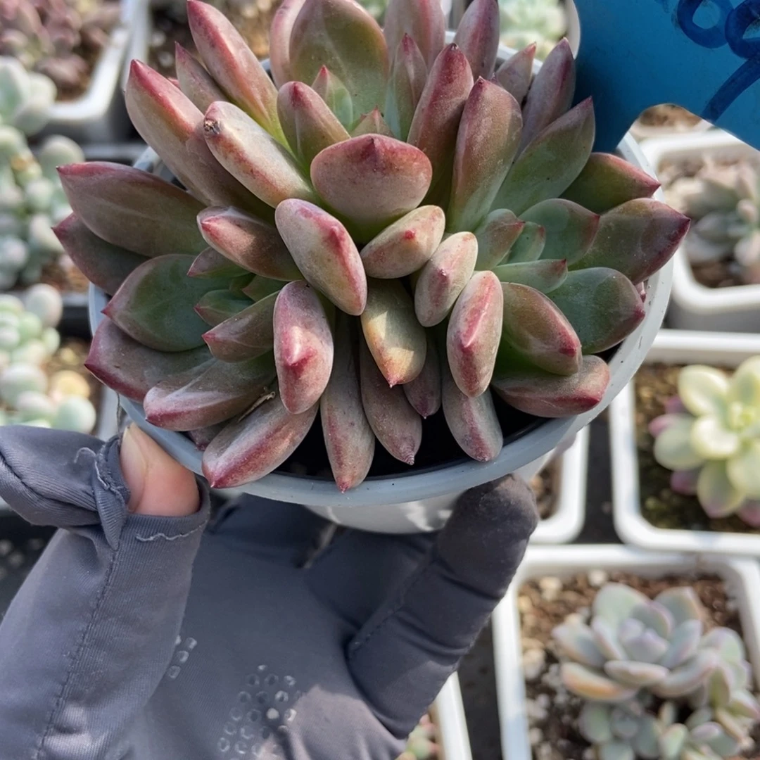 7269夜魔侠多肉植物
