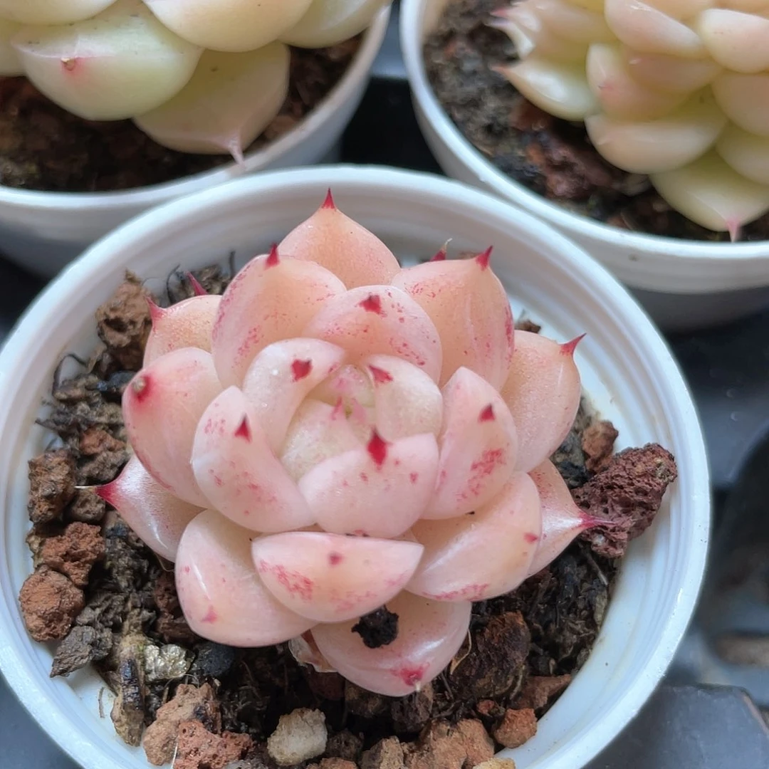 优选麦秆小精品8814