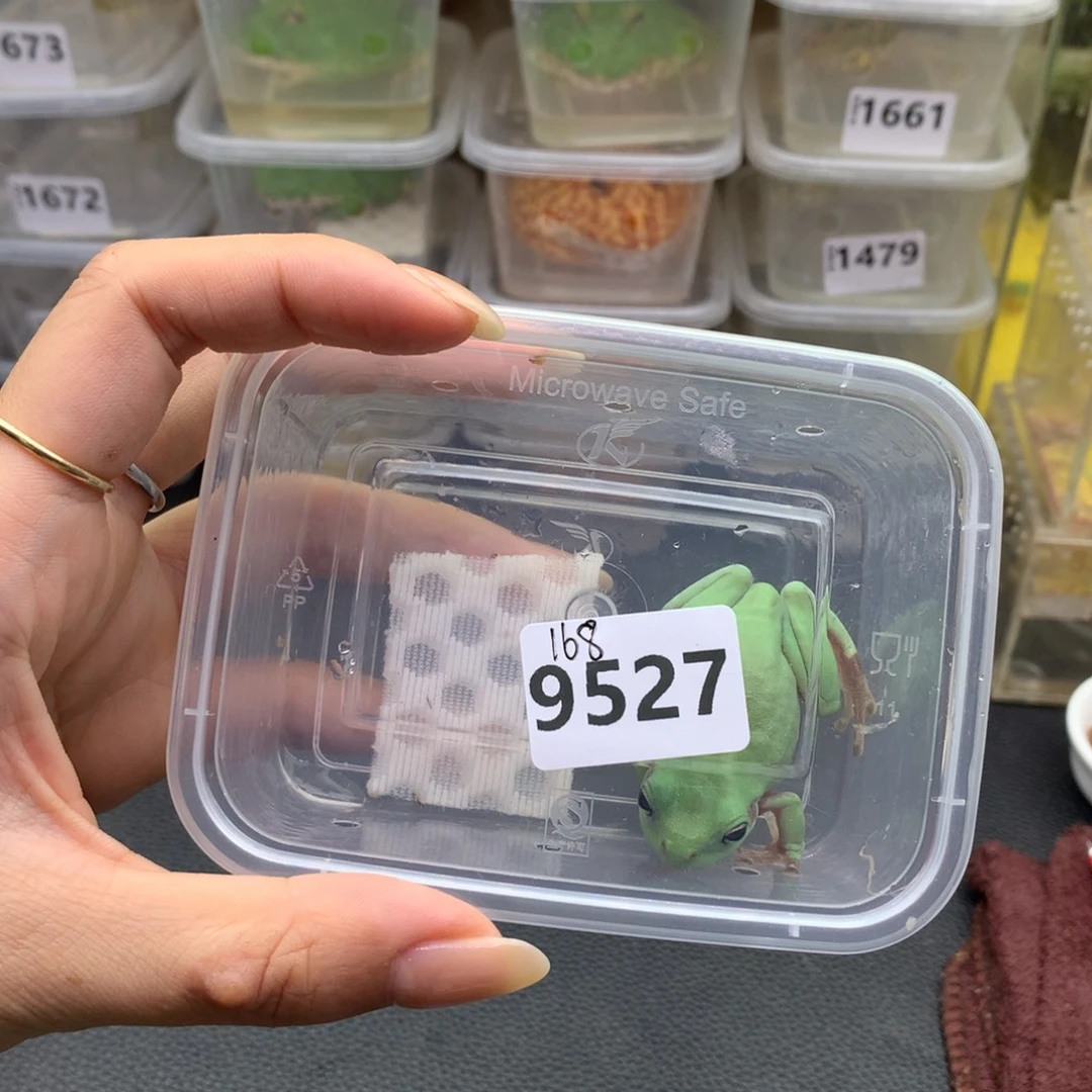 *****角蛙9527变异树蛙