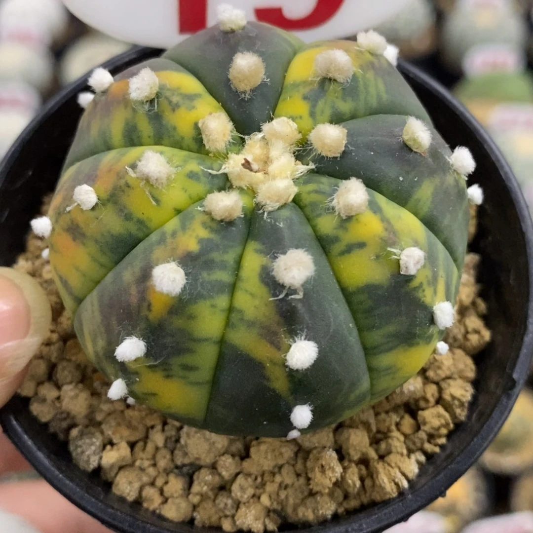 19大绒鸾凤兜锦福利