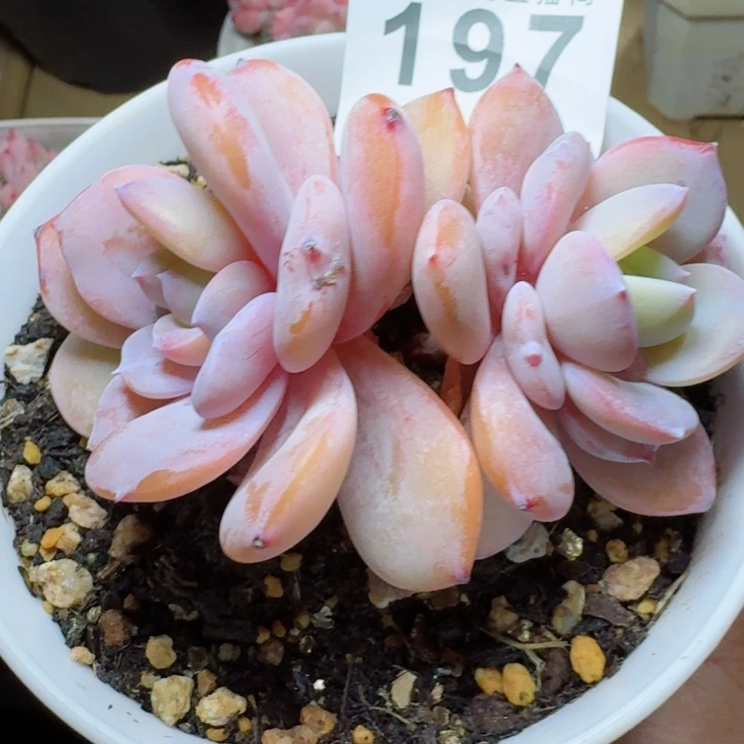 奶茶韩版奶茶      愿你一路坦途，乘风破浪展宏图