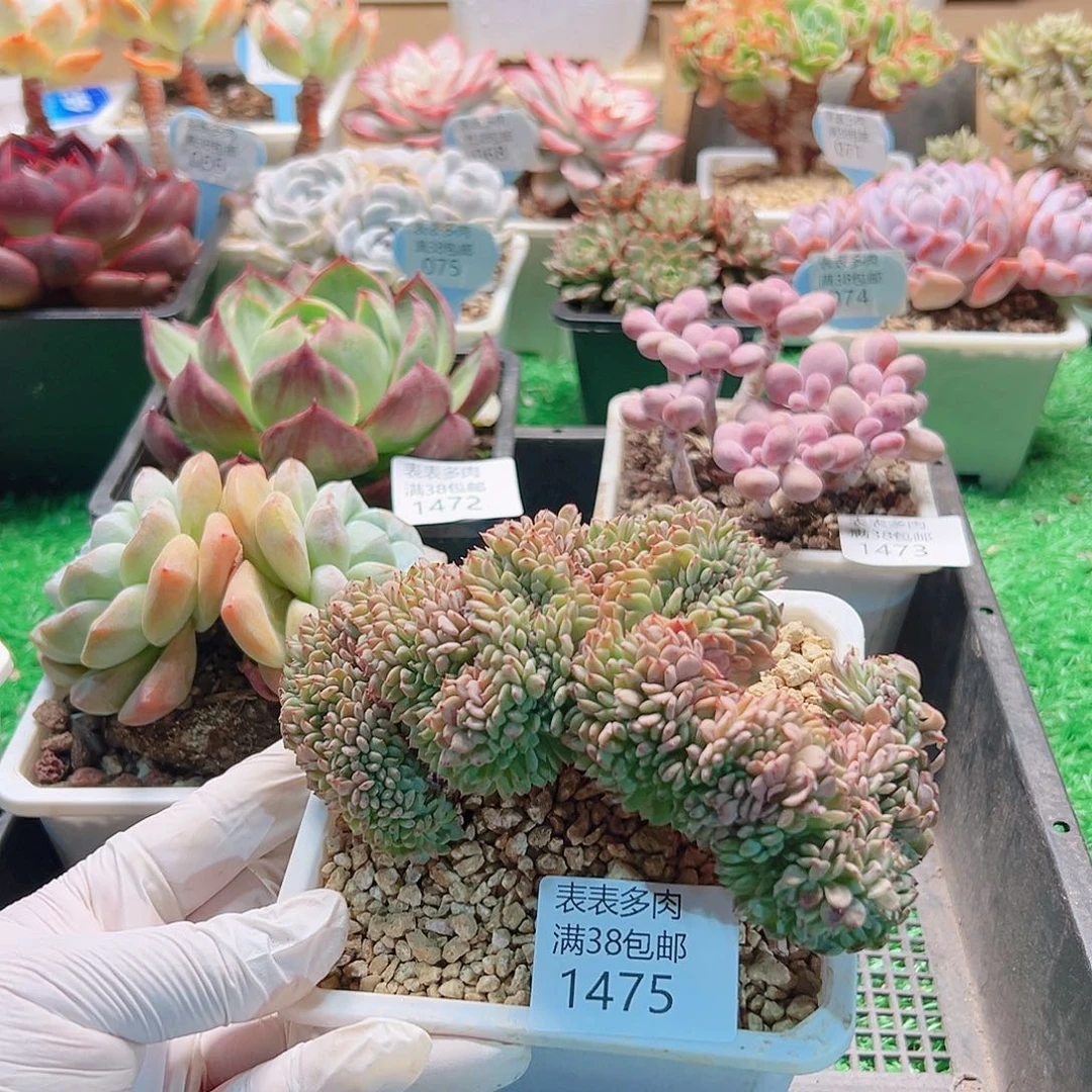 多肉一物＿拍植物1475