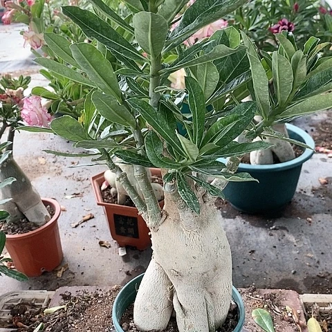 【闪购商品】无花朵细**月