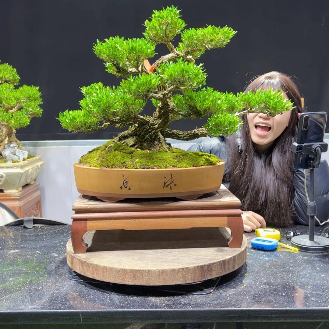 黄杨盆景老桩四季长青