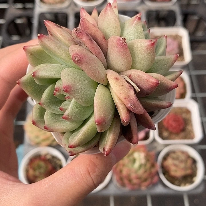 粉色的小可爱啊65