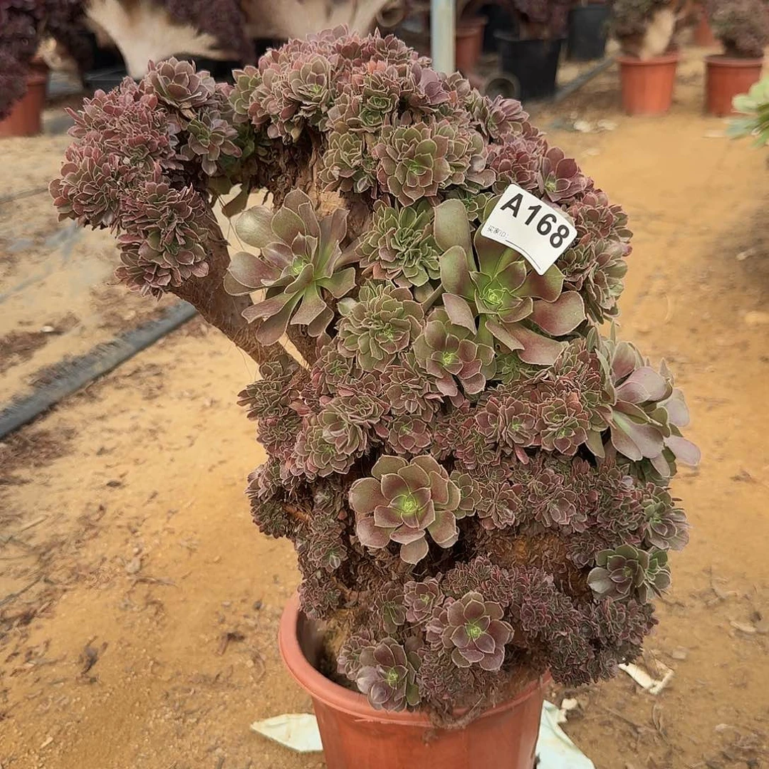 168玫瑰朵朵一颗呀呀