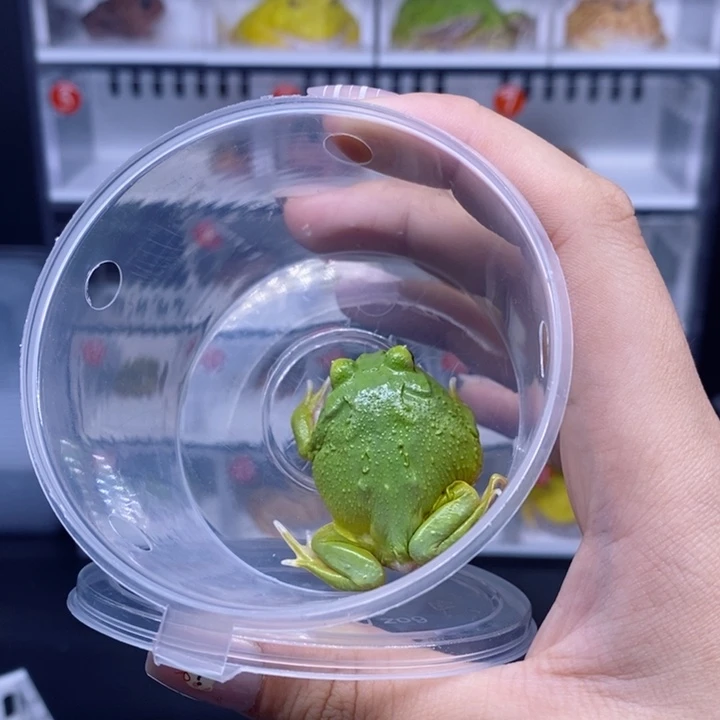 角蛙角蛙角蛙角蛙