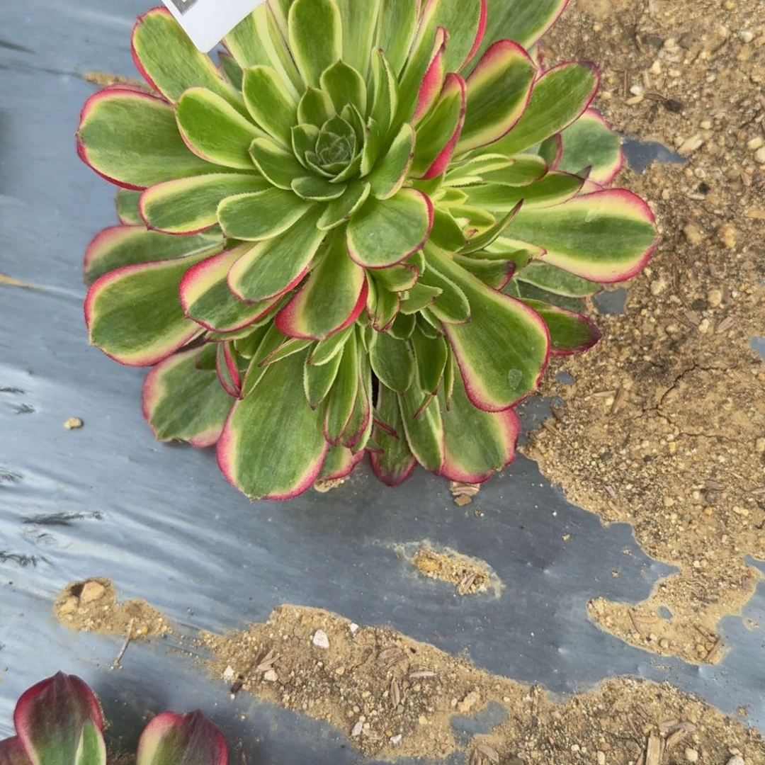 生*3颗粉海王，405，406，407