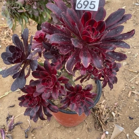 华花蝴蝶捧花一物一拍