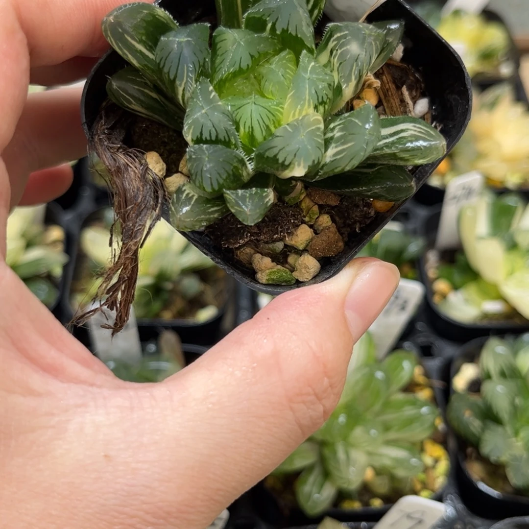 300夏沫玉露锦一物一拍