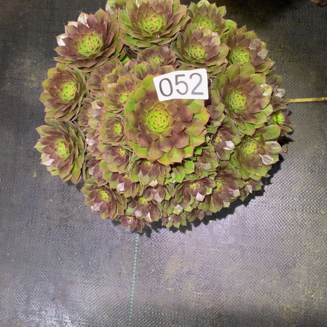 ****i法师多肉植物052红魔