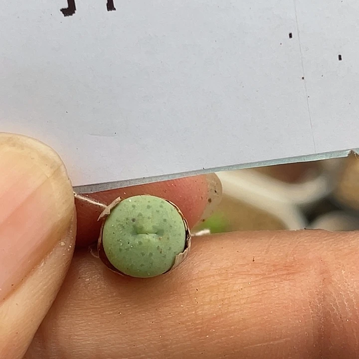 6-38奶油嘴多肉植物