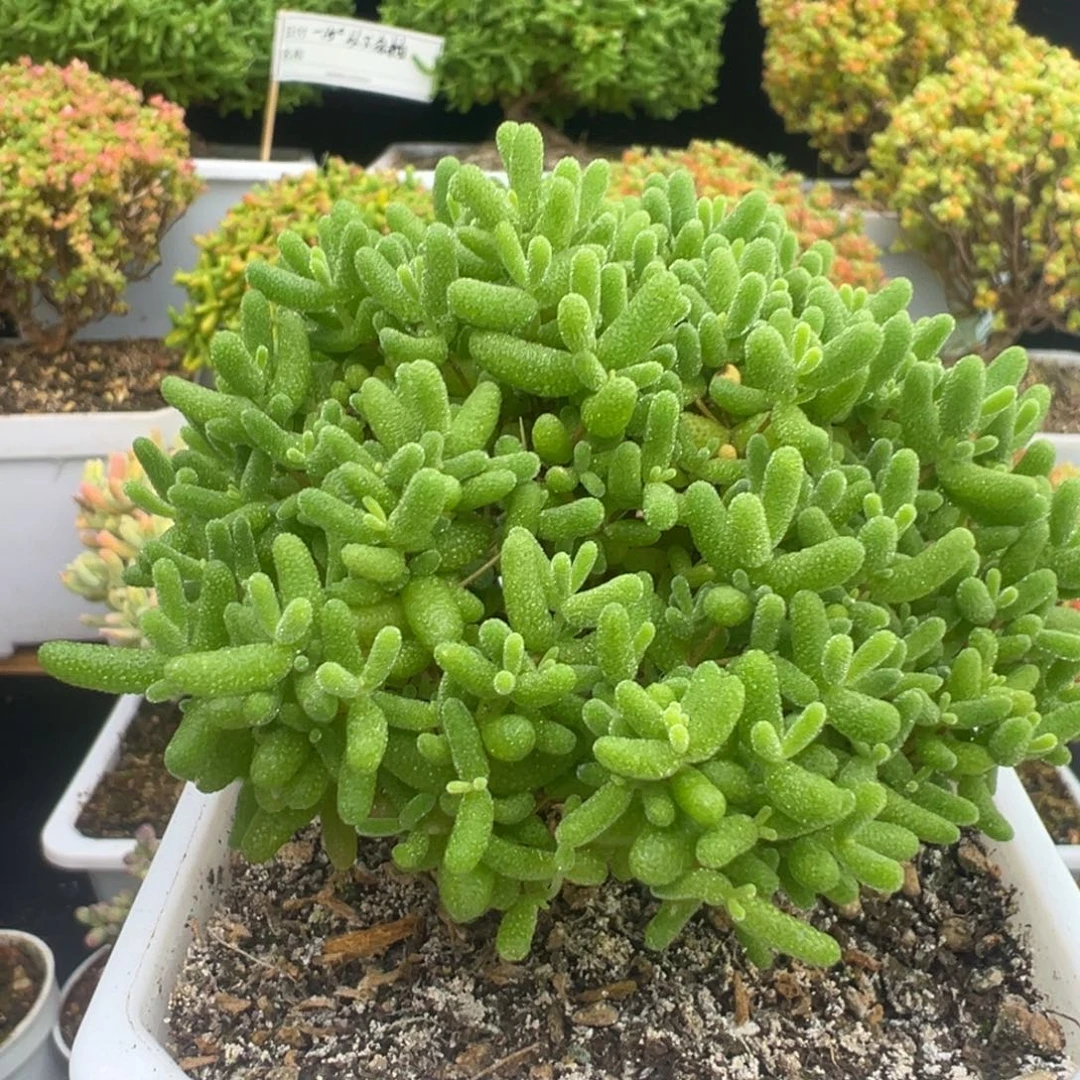 D8062蜜桔一物一拍