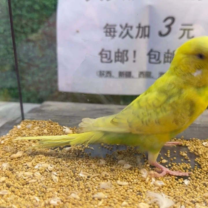 虎皮鹦鹉大头虎皮鹦鹉