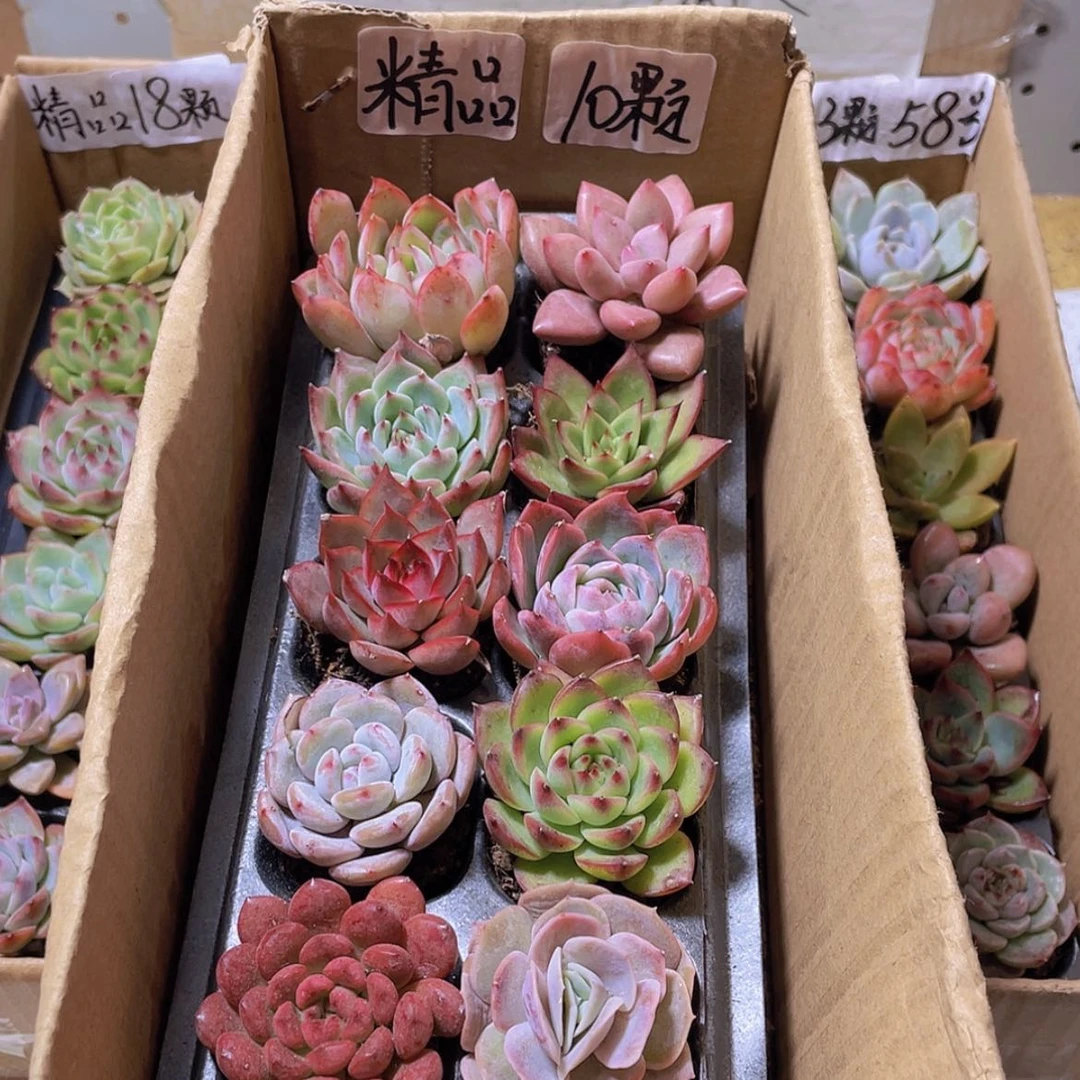 【闪购商品】【量拍】10颗精品多肉约4厘米