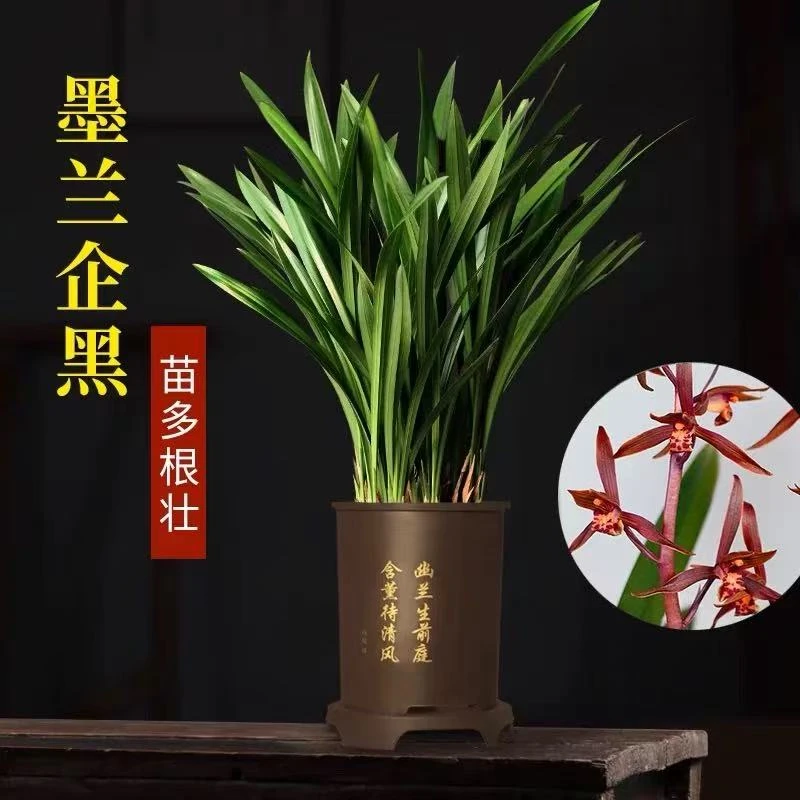 墨兰兰花盆栽室内客厅名贵大花卉四季常绿好养