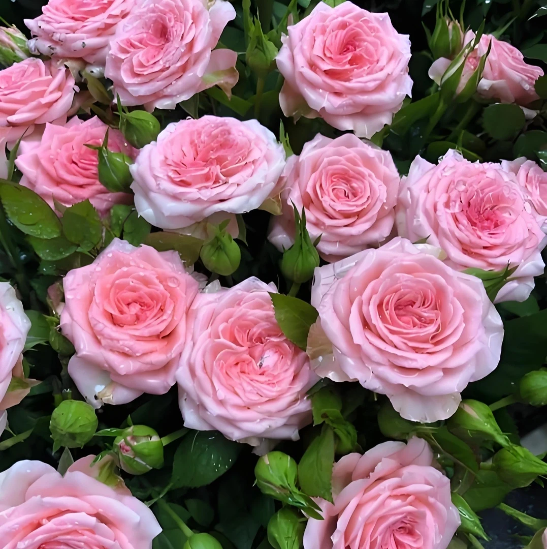 【精选仙杜瑞拉】蜜桃粉月季玫瑰阳台庭院耐热耐寒易养基地直发
