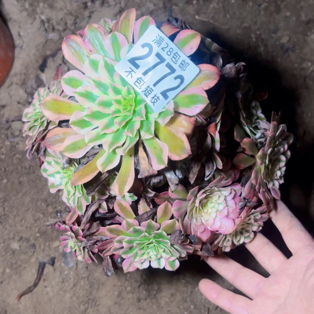 铜壶多肉植物法师2772
