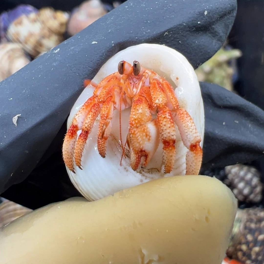 小印尼草莓横卡1.0口