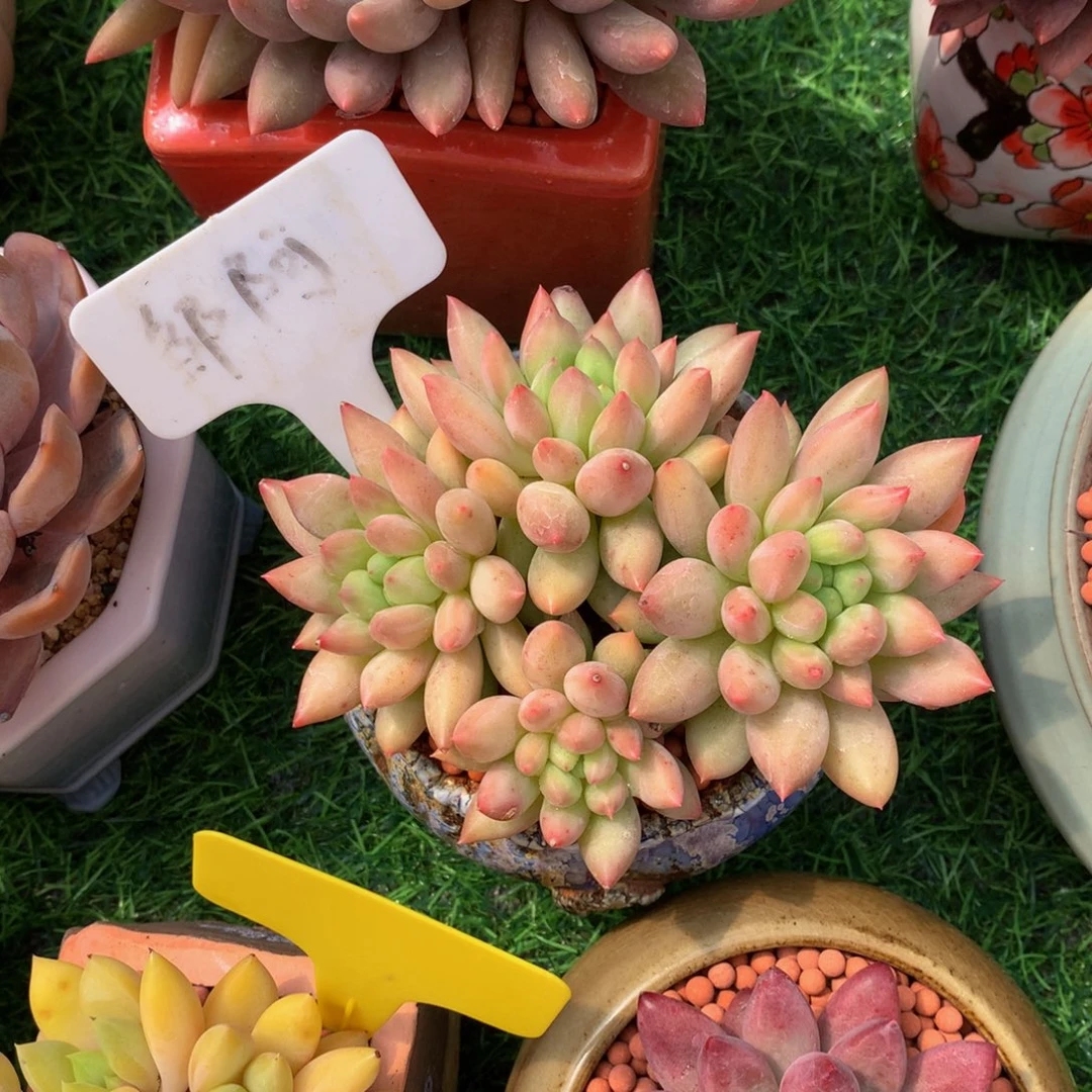 芳***菲多肉植物627273737373