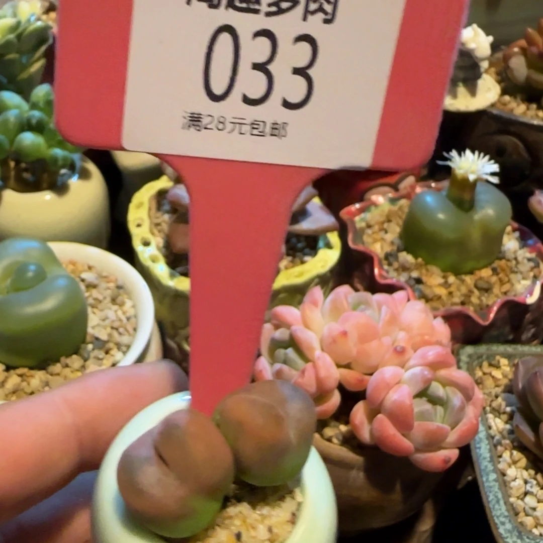 是***！多肉植物水蜜桃，双头带棚带土