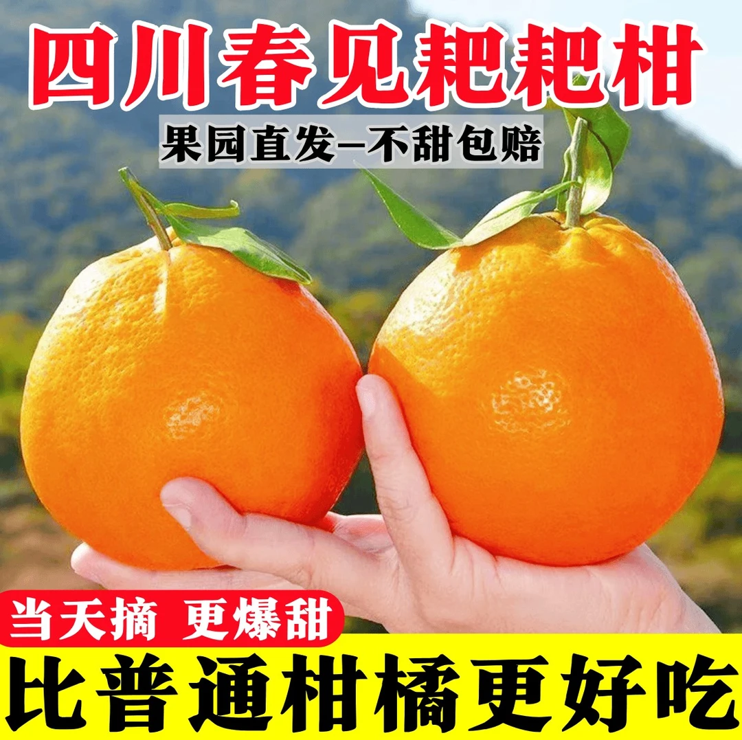 【现摘】四川正宗春见耙耙柑新鲜橘子应季水果皮薄多汁柑橘礼盒