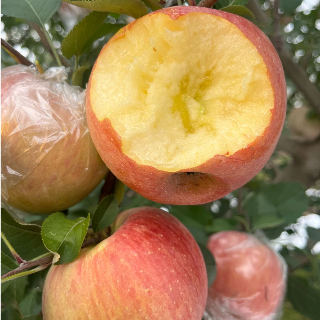 A级山西高坡红富士冰糖心丑苹果酥脆香甜新鲜爆汁