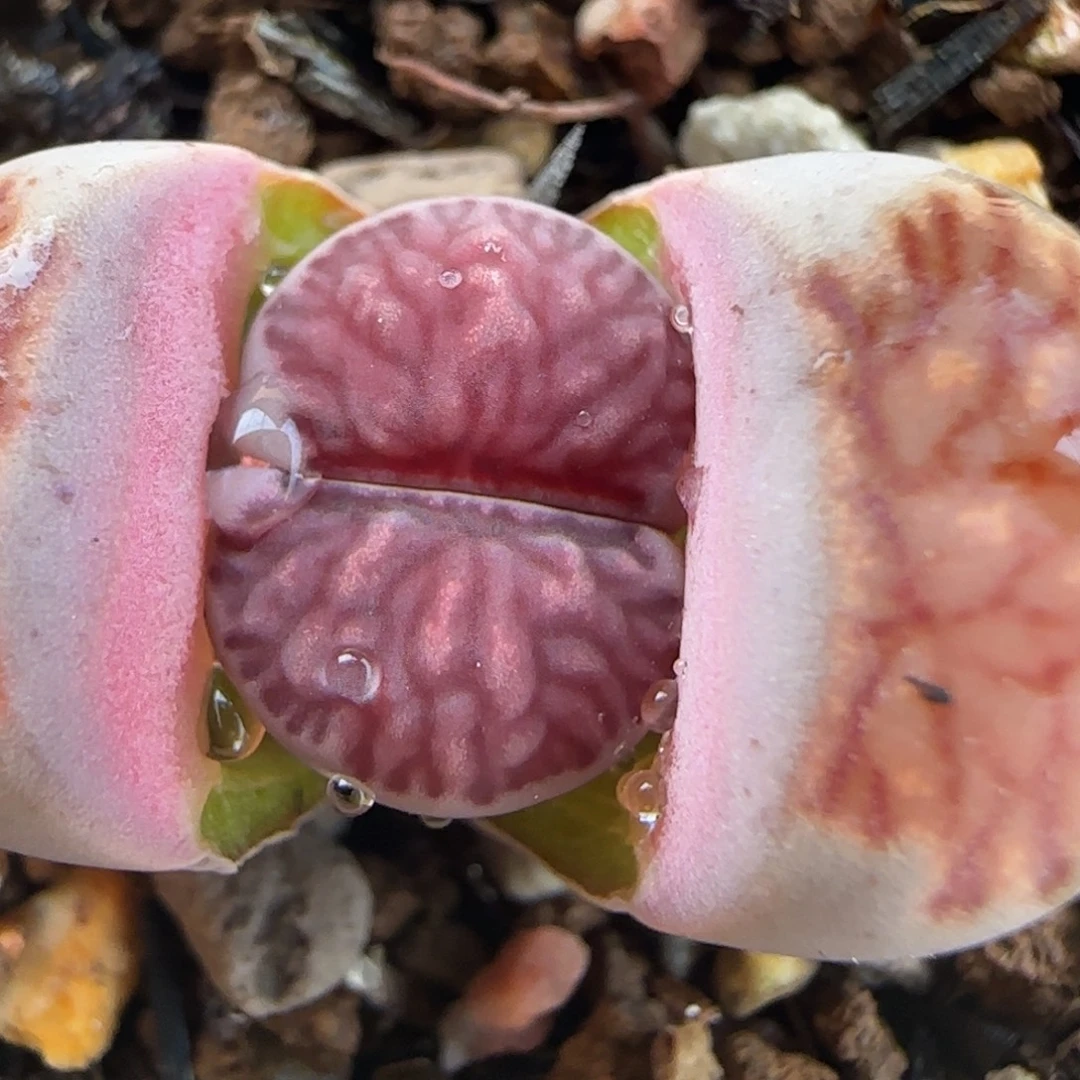 紫菊多肉植物百科