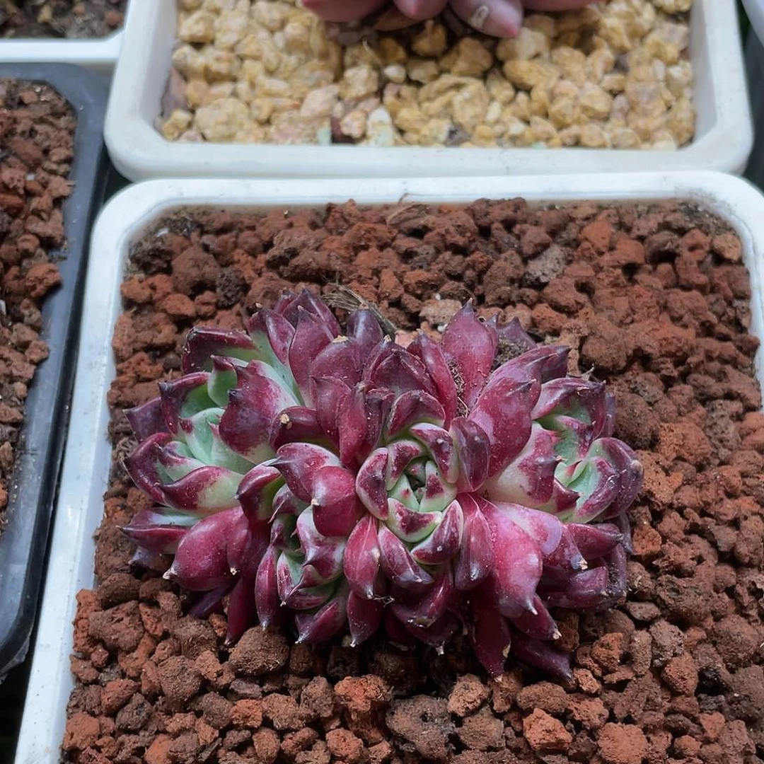 多肉植物的生长发育与生长发育