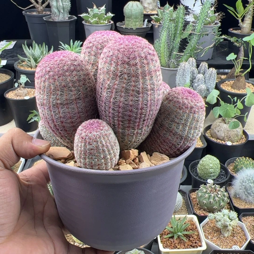 *****红太阳群一物一拍带盆发
