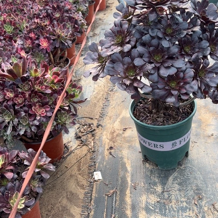 晚霞多肉多肉多肉多肉