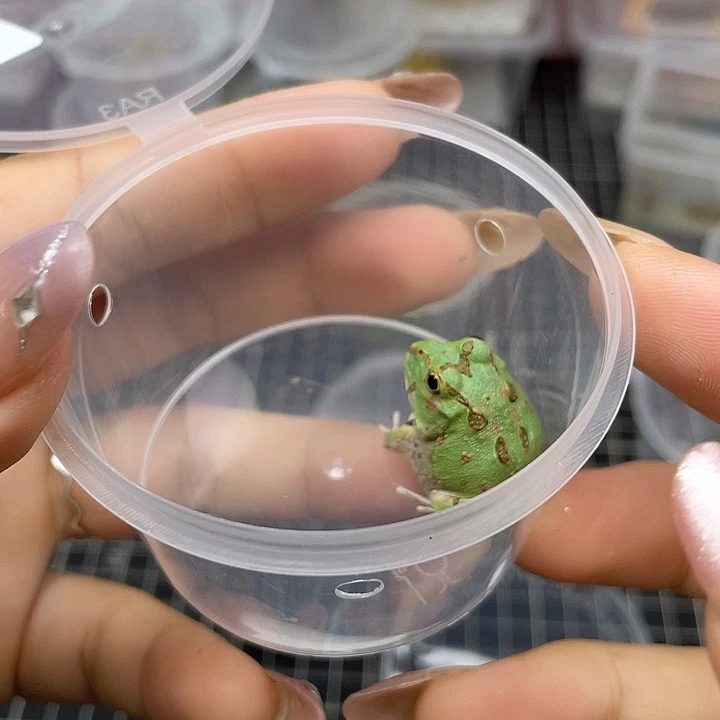 波子角蛙191波子角蛙