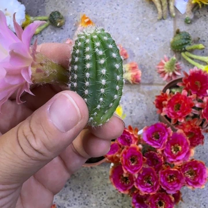 344勾宝日落2个很小，20包邮