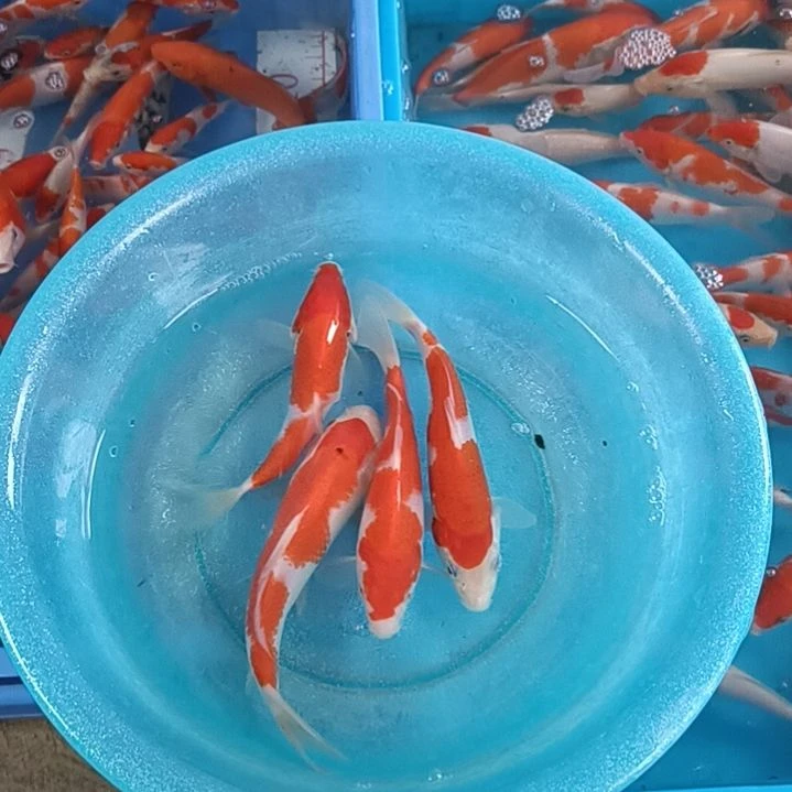 海水鱼顺丰包邮开箱包活2