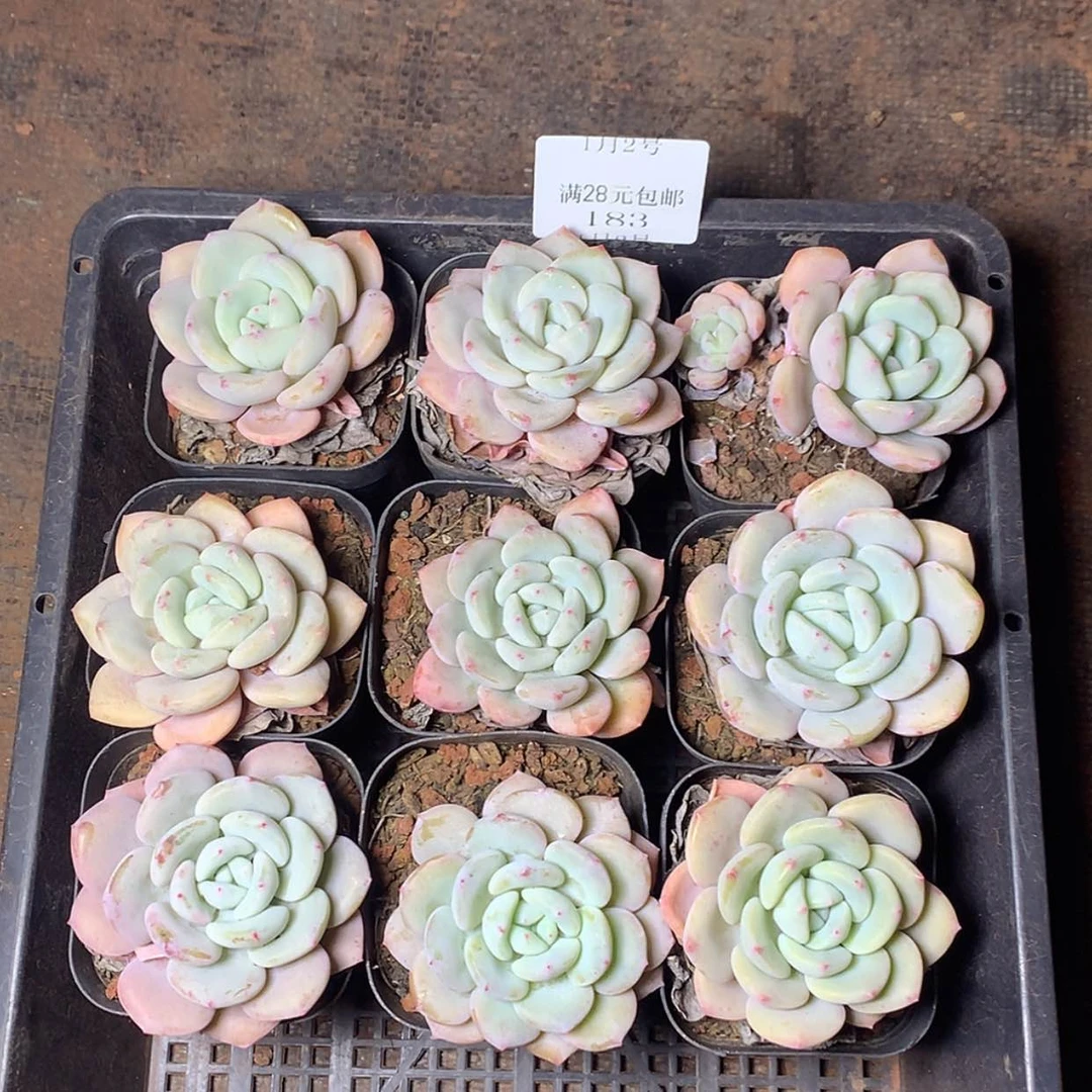 【闪购商品】云183号九颗套餐一组