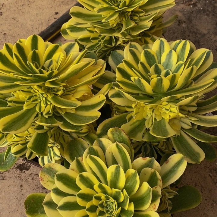 辛尼亚多肉1颗多肉