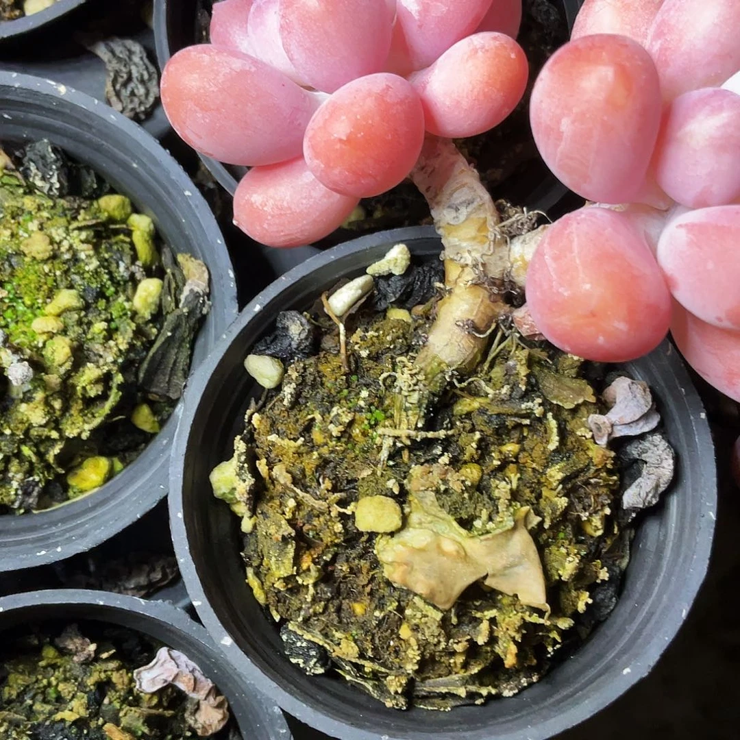 *****多肉植物的生长发育与生长