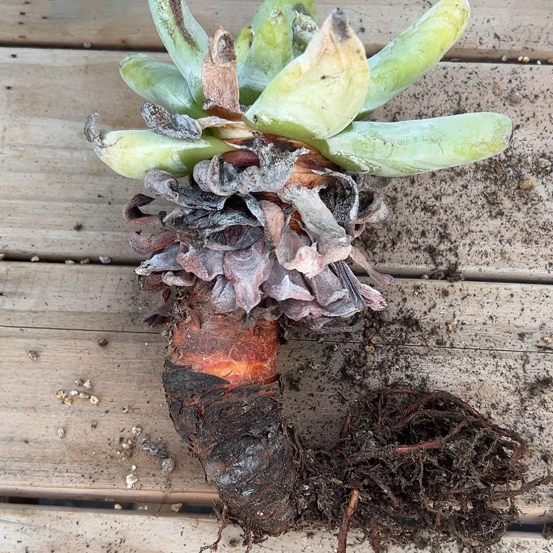 原产地拇指一物一拍1283