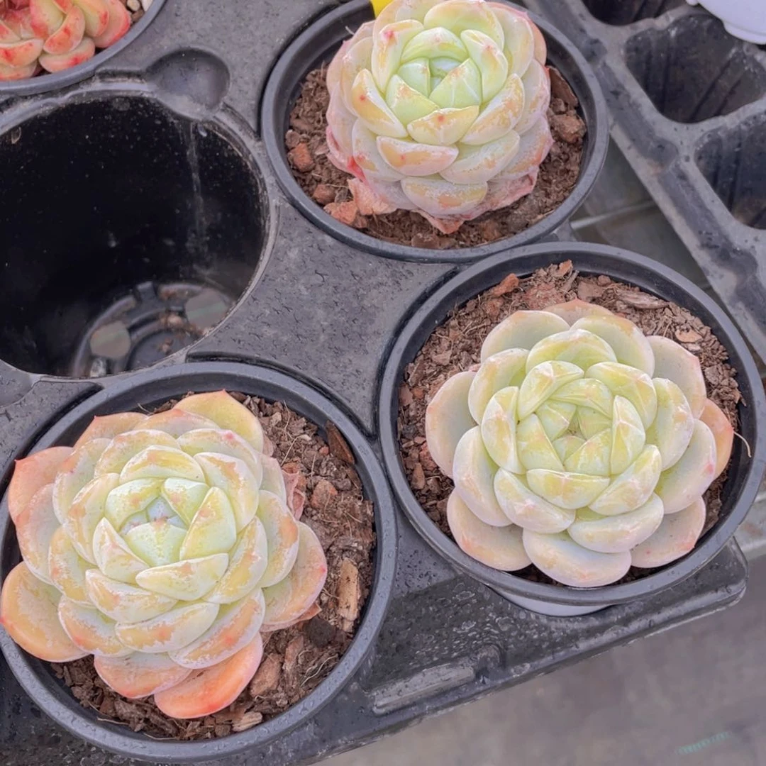 188号厚叶珍妮新品一个