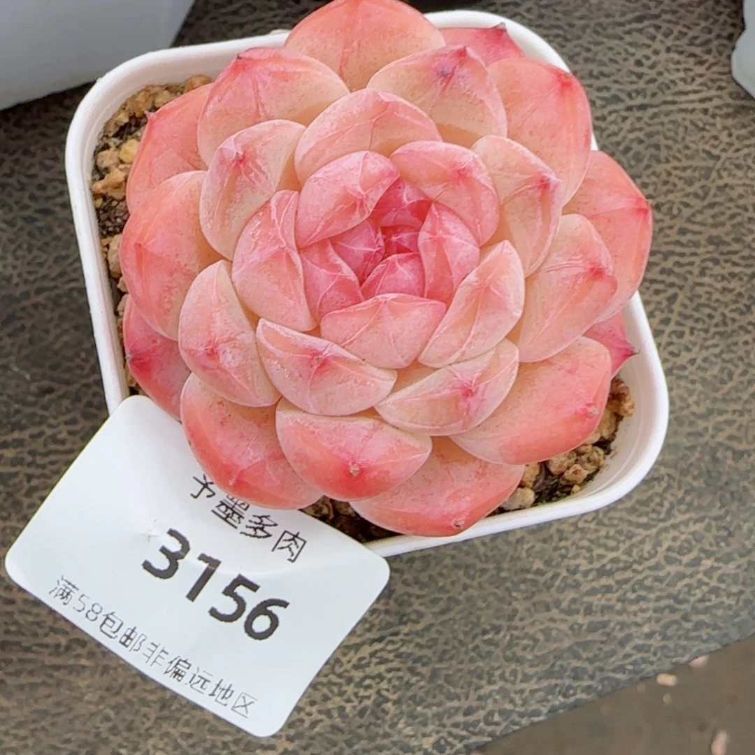 美心，3156多肉植物