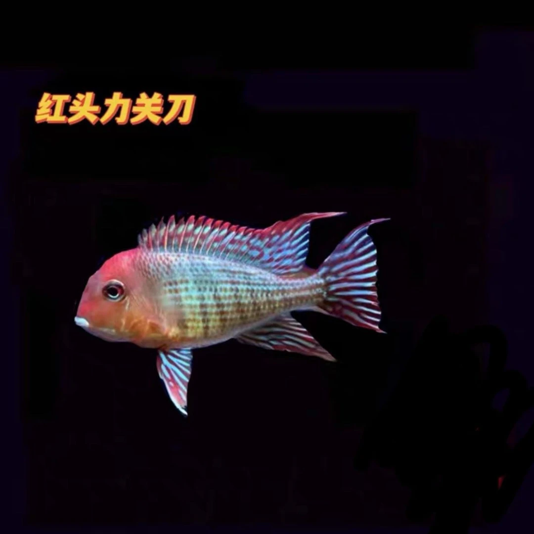 红头力关刀鱼南美群游孔雀鱼混养温驯翻砂清缸观赏好养彩虹观赏鱼