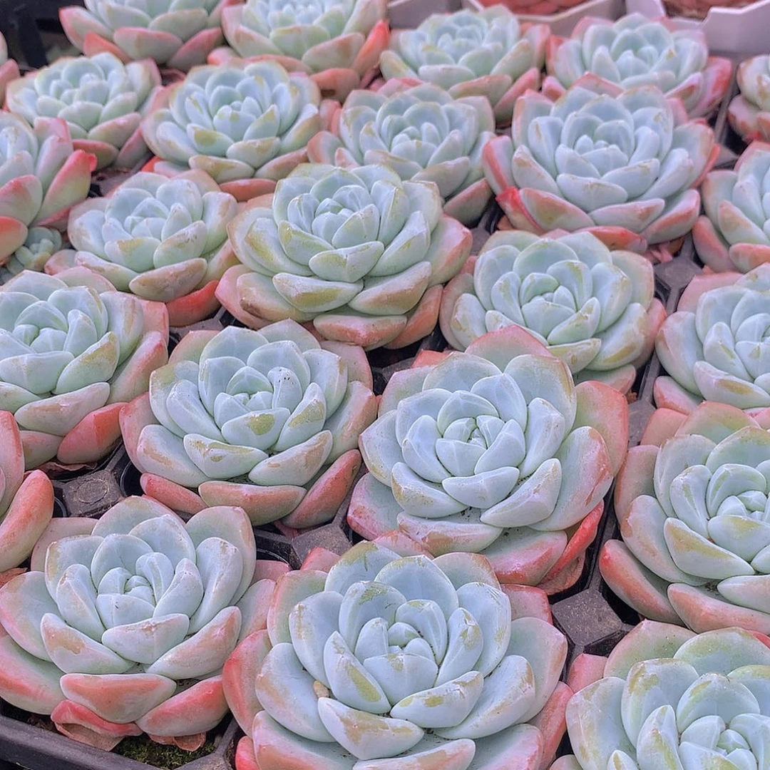 两颗冰玉3567788999900