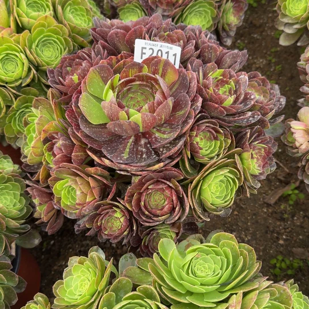 2011花月夜。多肉植物