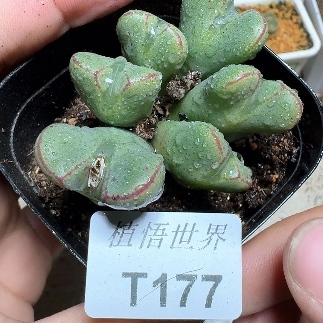 177号多肉植物哇哇c