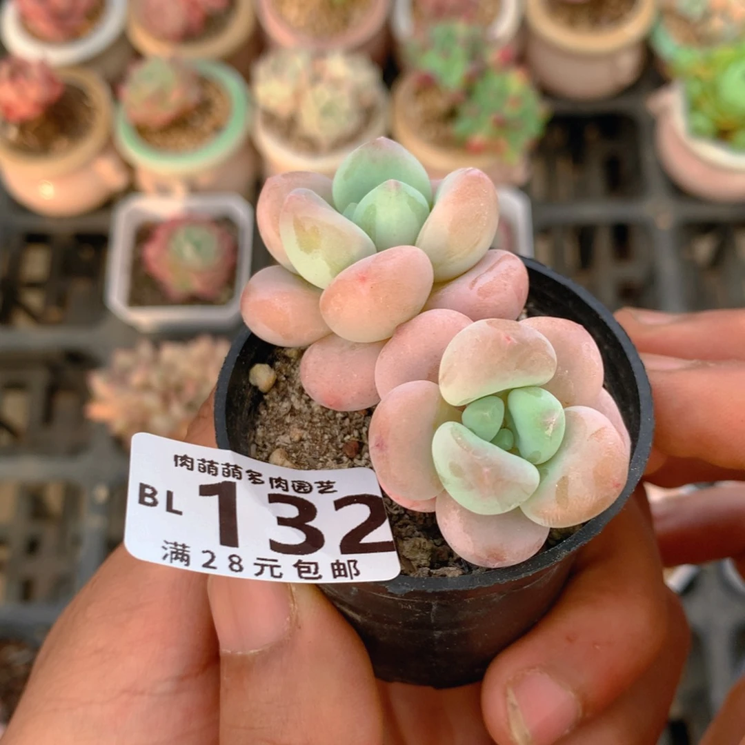 P肉萌萌5cm拇指盆精控多肉BL132