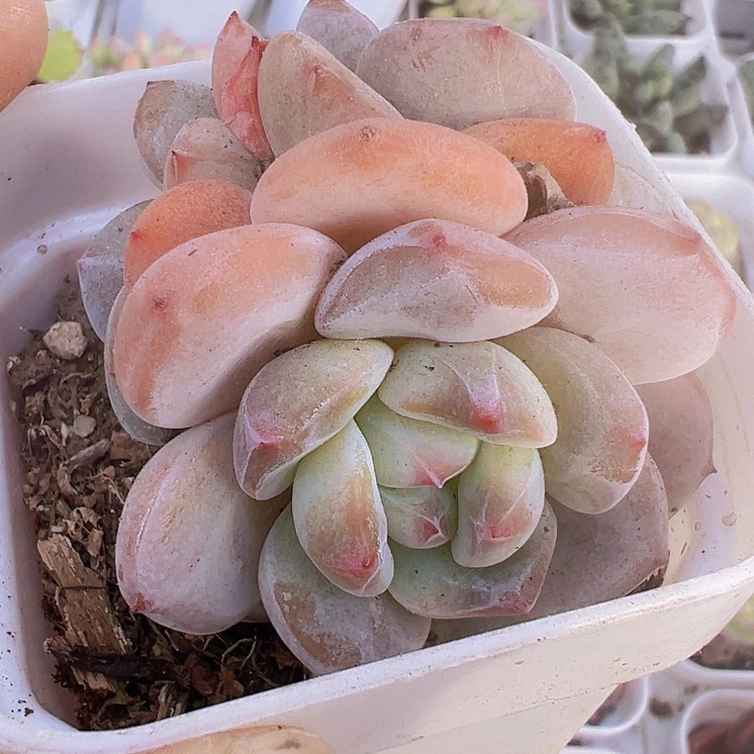 星影群19包邮多肉植物