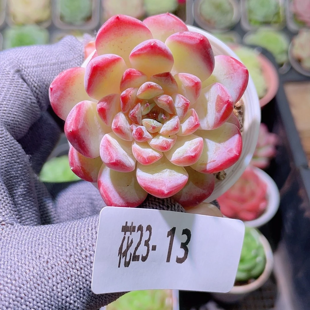 花利美23-13果汁