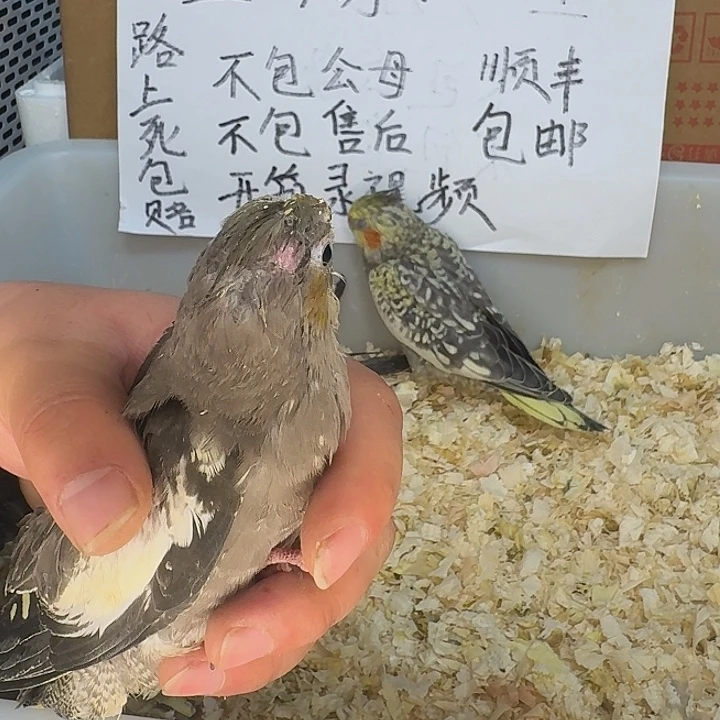 虎皮鹦鹉旋风鹦鹉