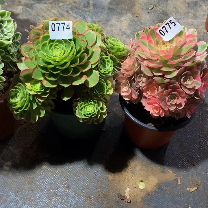 ?****࿐多肉774奶白锦775粉女巫