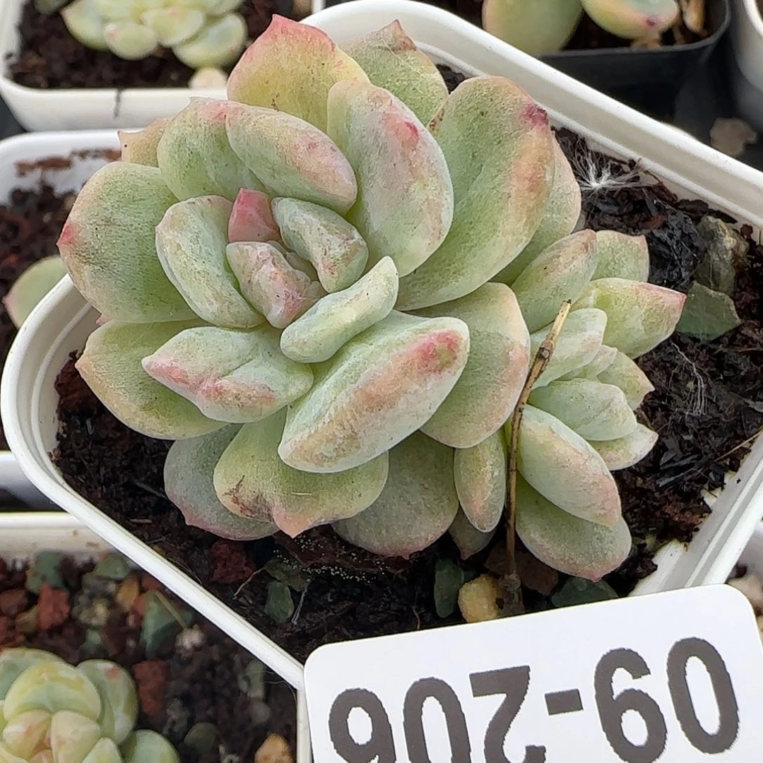 小卡拉米糖心一物一拍9-206